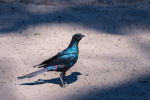 9.9.2019 - Savuti Camp, #1 - Burchell&#039;s Starling