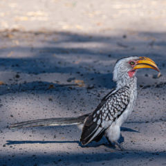 9.9.2019 - Savuti Camp, #1 - Yellow-billed Hornbill