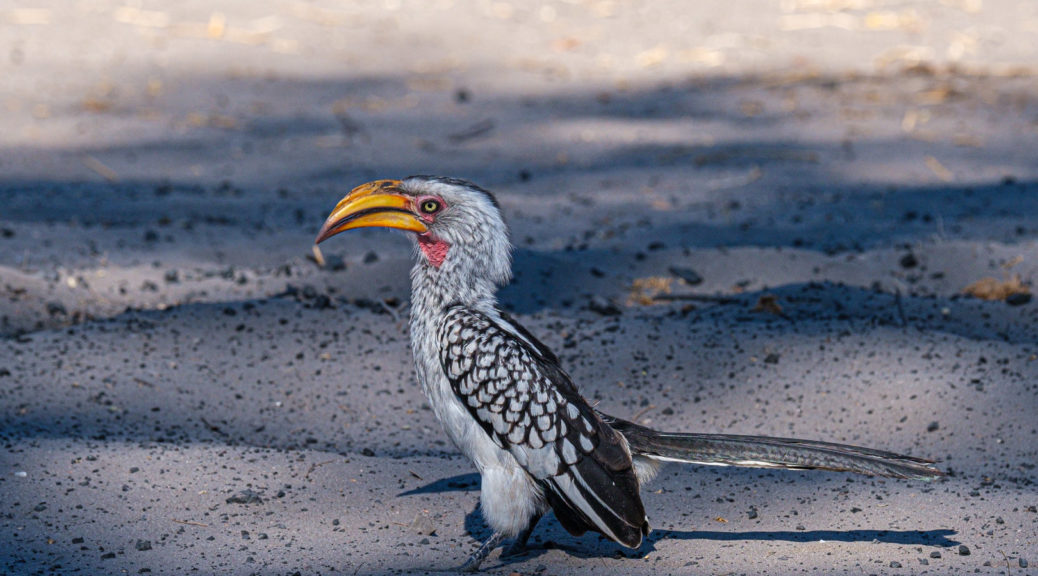 9.9.2019 - Savuti Camp, #1 - Yellow-billed Hornbill