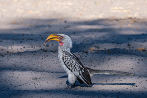 9.9.2019 - Savuti Camp, #1 - Yellow-billed Hornbill