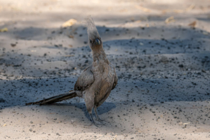 9.9.2019 - Savuti Camp, #1 - Go-away Bird