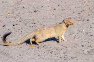 10.9.2019 - Savuti Camp, #1 - Slender Mongoose