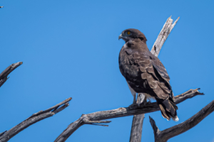 10.9.2019 - Savuti-Linyanti direct Road - Black-chested Snake Eagle