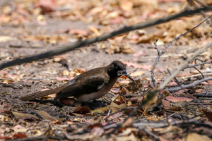 10.9.2019 - Linyanti Camp, #3 - Southern Black Flycatcher mit Heuschrecke :-)