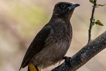 10.9.2019 - Linyanti Camp, #3 - Dark-capped Bulbul