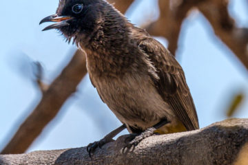 10.9.2019 - Linyanti Camp, #3 - Dark-capped Bulbul