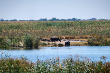 10.9.2019 - Linyanti Camp, #3 - Hippos auf der anderen Flussseite
