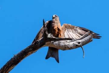 10.9.2019 - Linyanti Camp, #3 - Yellow-billed Kite