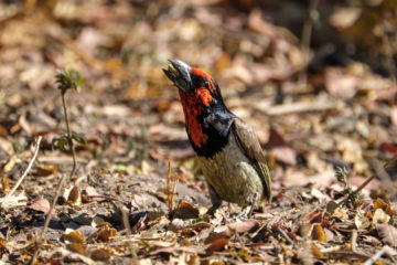 10.9.2019 - Linyanti Camp, #3 - Black-collared Barbet