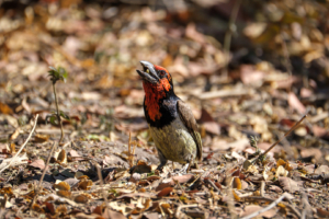 10.9.2019 - Linyanti Camp, #3 - Black-collared Barbet