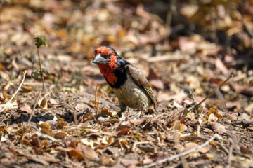 10.9.2019 - Linyanti Camp, #3 - Black-collared Barbet