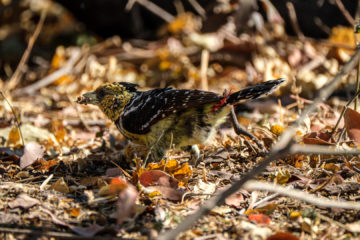 10.9.2019 - Linyanti Camp, #3 - Crested Barbet