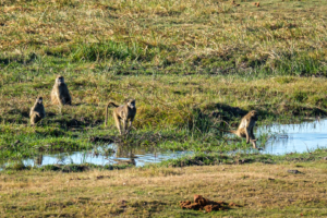 10.9.2019 - Linyanti, Game Drive - Baboons sind wasserscheu ;-)