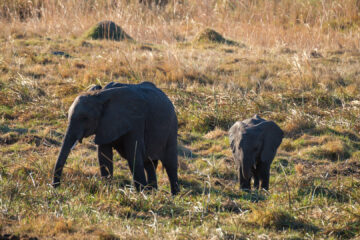 10.9.2019 - Linyanti, Game Drive