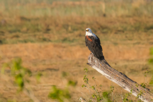 10.9.2019 - Linyanti, Game Drive - African Fish Eagle