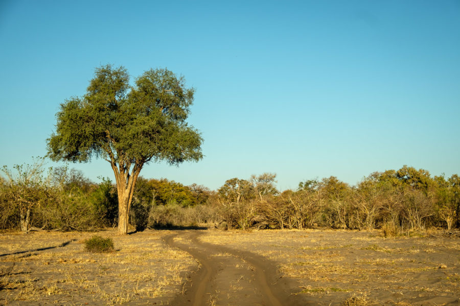 10.9.2019 - Linyanti, Game Drive