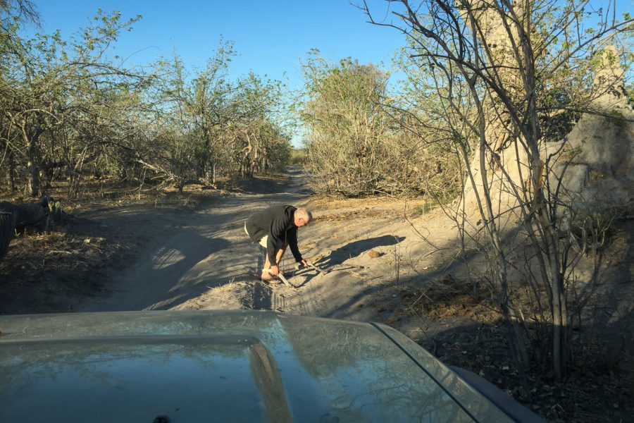 11.9.2019 - Linyanti Game Drive