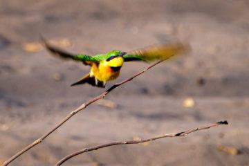 11.9.2019 - Linyanti Camp, #3 - Little Bee-eater