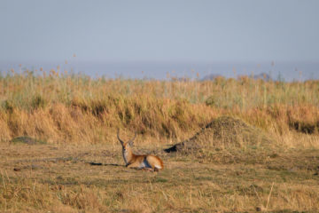 11.9.2019 - Linyanti Camp, #3 - Red Lechwe