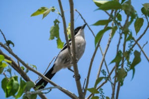 11.9.2019 - Linyanti Game Drive - Swamp Boubou ("die nicht geölte Schaukel" ;-)