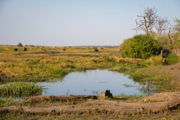 11.9.2019 - Linyanti Game Drive - Büffel und Elefanten