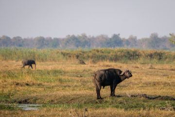 11.9.2019 - Linyanti Game Drive