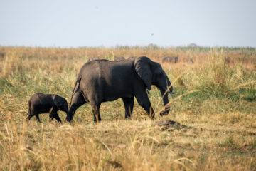 11.9.2019 - Linyanti Game Drive