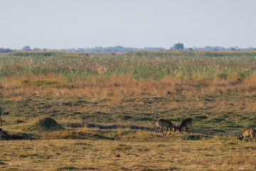 11.9.2019 - Linyanti Game Drive - Red Lechwe