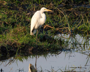 11.9.2019 - Linyanti Game Drive - Little Egret