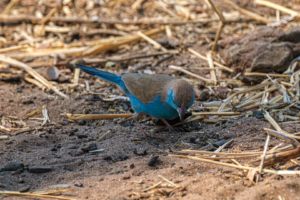 12.9.2019 - Chobe Riverfront - Blue Waxbill