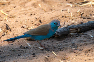 12.9.2019 - Chobe Riverfront - Blue Waxbill