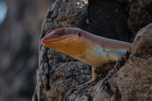 12.9.2019 - Chobe Riverfront - Wahlberg&#039;s striped Skink
