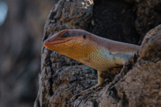 12.9.2019 - Chobe Riverfront - Wahlberg's striped Skink