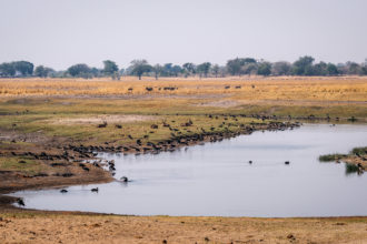 12.9.2019 - Chobe Riverfront - Waterbucks + Enten + Gänse