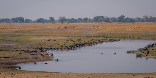 12.9.2019 - Chobe Riverfront - Waterbucks + Enten + Gänse