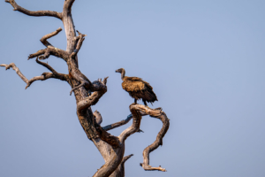12.9.2019 - Chobe Riverfront - White-backed Vulture