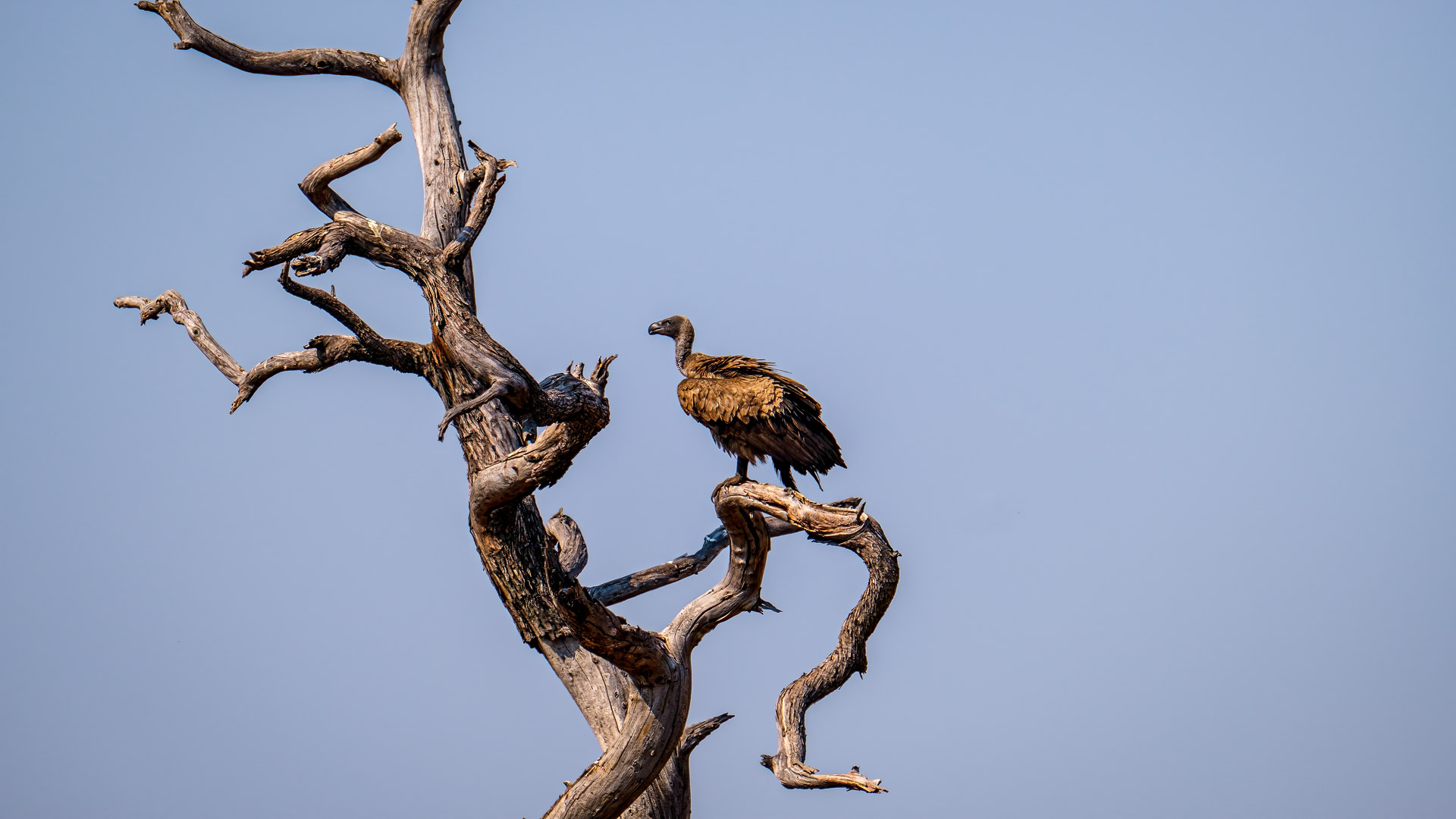 12.9.2019 - Chobe Riverfront - White-backed Vulture