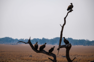 12.9.2019 - Chobe Riverfront - White-backed Vulture