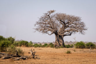 12.9.2019 - Chobe Riverfront