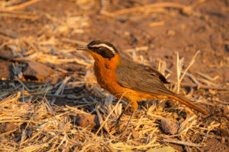 12.9.2019 - Chobe Riverfront - White-browed Robin-Chat