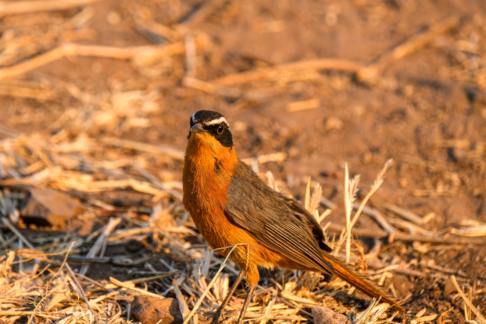 12.9.2019 - Chobe Riverfront - White-browed Robin-Chat