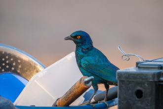 13.9.2019 - Ihaha, #4 - Greater Blue-eared Starling