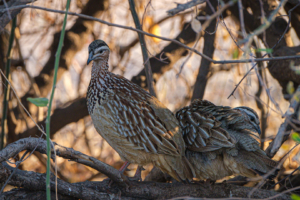 13.9.2019 - Ihaha, #4 - Crested Francolin