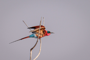 13.9.2019 - Chobe Riverfront - Carmine Bee-eater