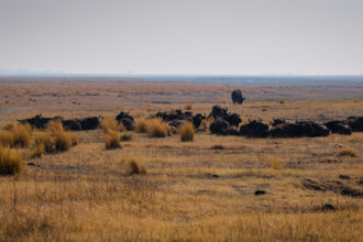 13.9.2019 - Chobe Riverfront - Büffelherde