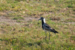 13.9.2019 - Chobe Riverfront - Blacksmith Lapwing