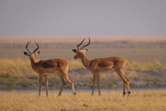 13.9.2019 - Chobe Riverfront - Impalas