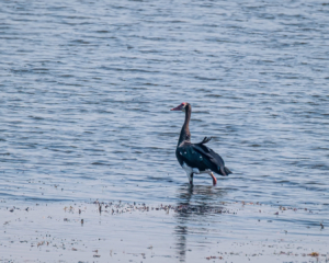 13.9.2019 - Chobe Riverfront - Spur-winged Goose