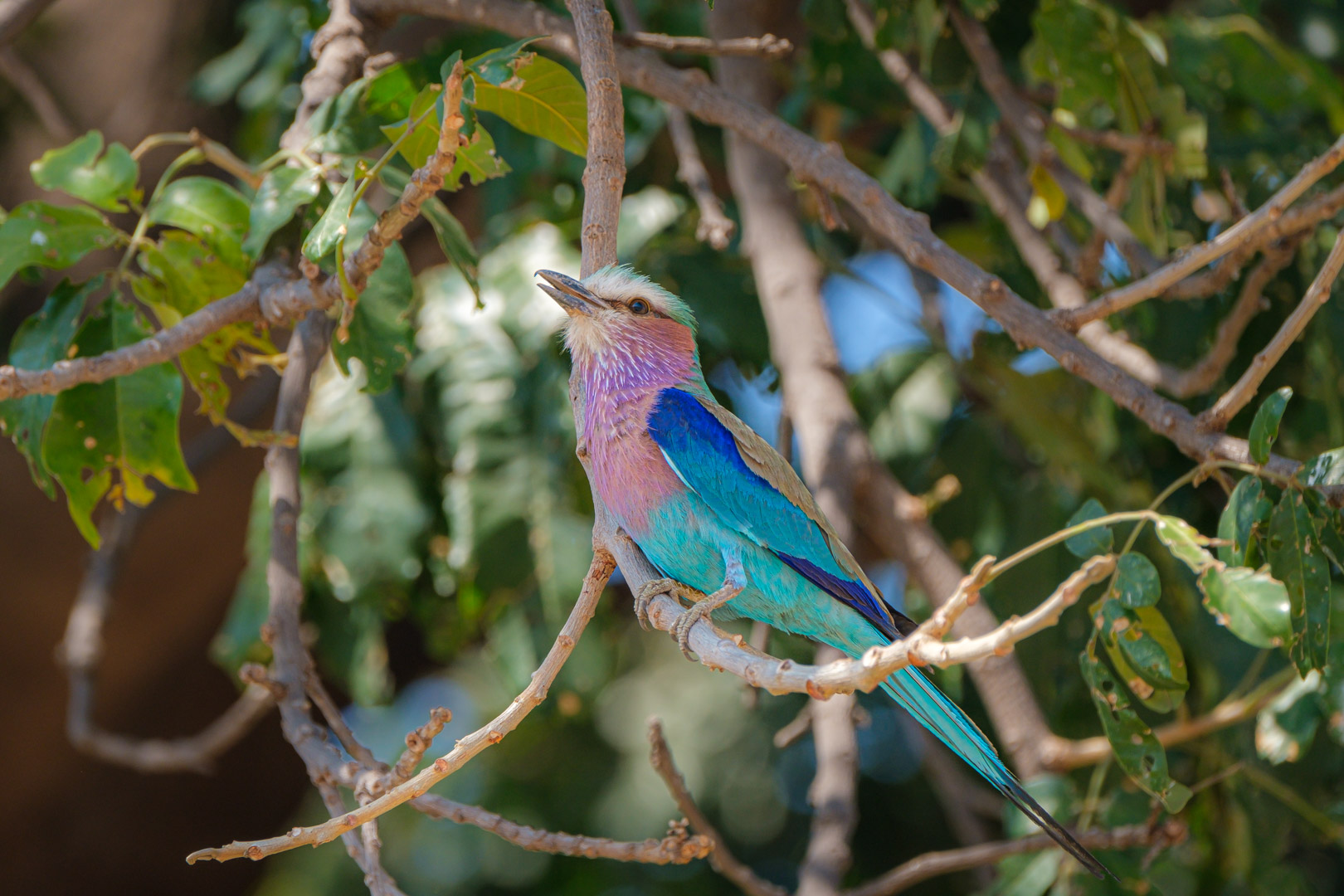 13.9.2019 - Chobe Riverfront - Lilac-breasted Roller