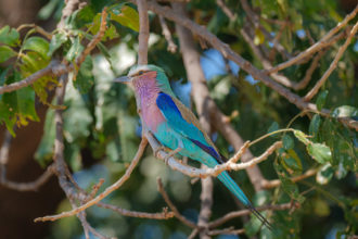 13.9.2019 - Chobe Riverfront - Lilac-breasted Roller
